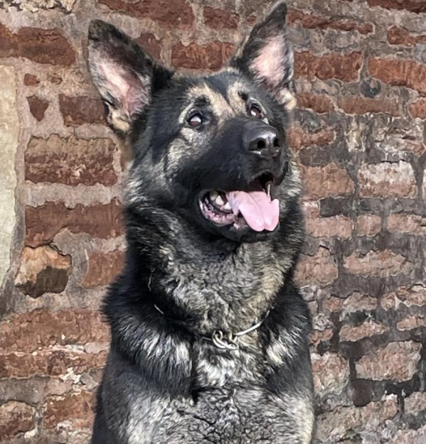 Elite Protection Dog Anouk