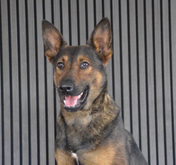 Elite Protection Dog Zen Chimera Level 1