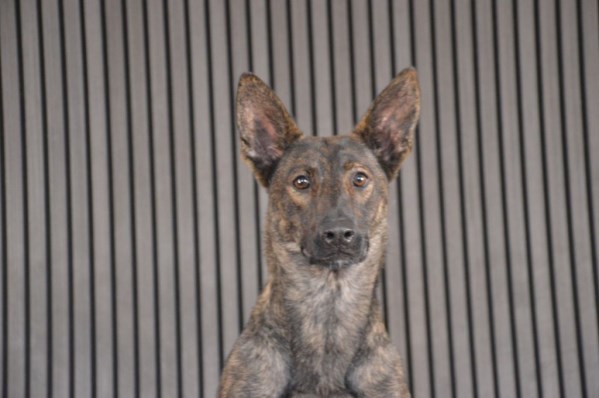 Elite Protection Dog Zizi Chimera Level 1