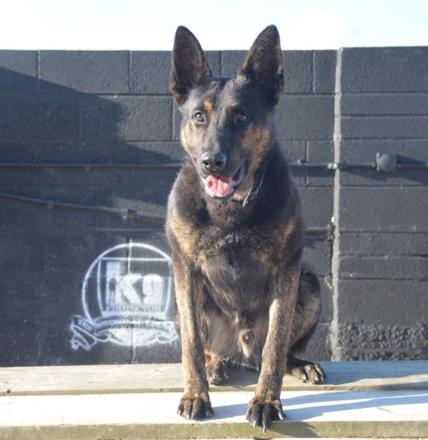 Elite Protection Dog Zek Chimera level 1