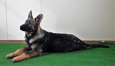 Elite Protection Dog Cyrius (vom Valborg)