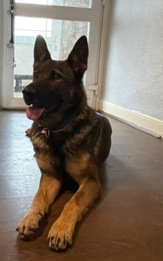 Elite Protection Dog Asra