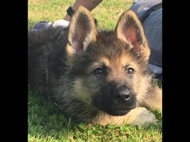 Elite Protection Dog Hades Puppy Image