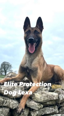 Elite Protection Dog HTE Lexa