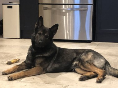 Elite Protection Dog Tristan