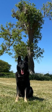 Elite Protection Dog Drago
