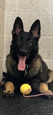 Elite Protection Dog Togo Puppy