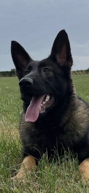 Elite Protection Dog Togo Puppy