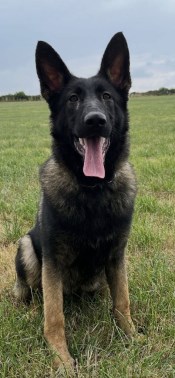 Elite Protection Dog Togo Puppy