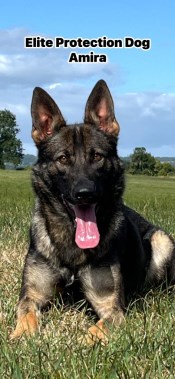 Elite Protection Dog Amira
