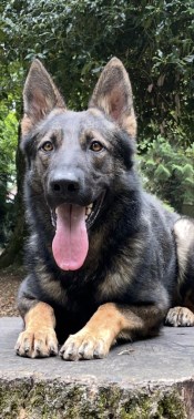 Elite Protection Dog York