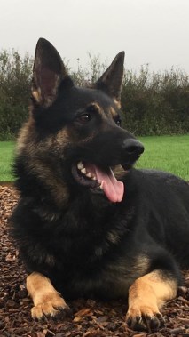 Elite Protection Dog Kyra