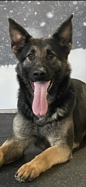 Elite Protection Dog Anouk