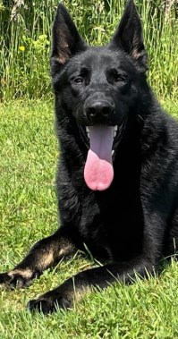 Elite Protection Dog Alonso