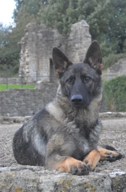 Elite Protection Dog Annie