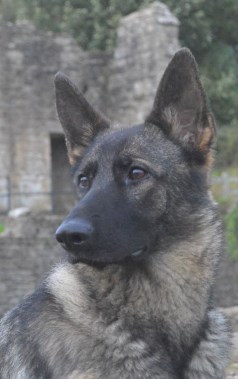 Elite Protection Dog Annie