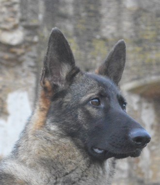 Elite Protection Dog Annie