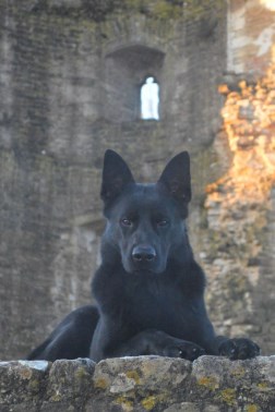 Elite Protection Dog Arno