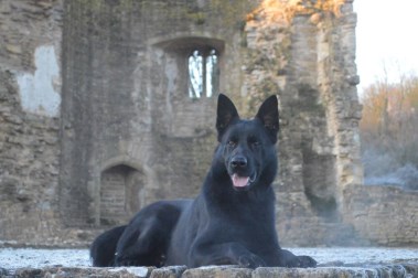 Elite Protection Dog Arno