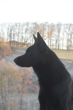 Elite Protection Dog Arno