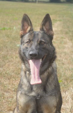 Elite Protection Dog Amira