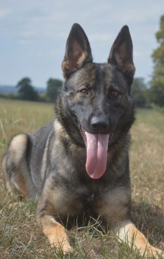 Elite Protection Dog Amira
