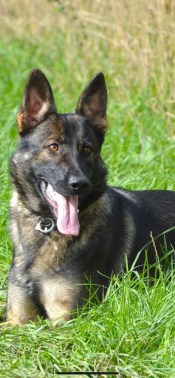 Elite Protection Dog Amira HTE 