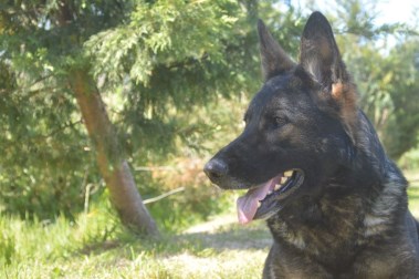 Elite Protection Dog Anouke