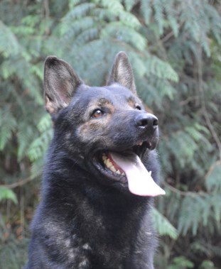 Elite Protection Dog Assis