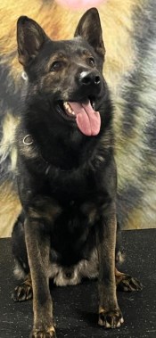 Elite Protection Dog Assis