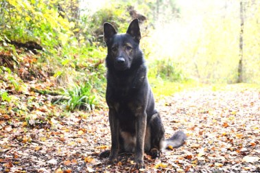 Elite Protection Dog Assis