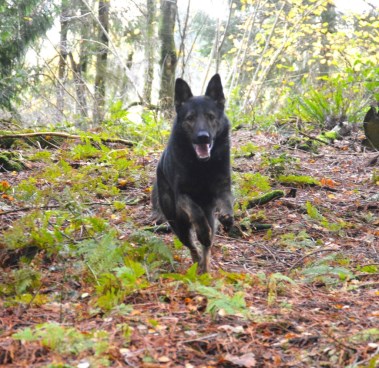 Elite Protection Dog Assis