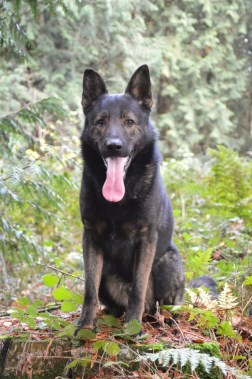 Elite Protection Dog Assis