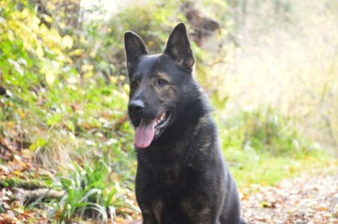 Elite Protection Dog Assis