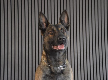 Elite Protection Dog Buxy
