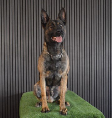 Elite Protection Dog Buxy