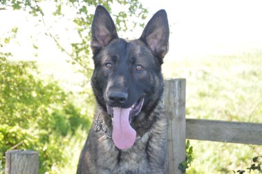 Elite Protection Dog Bear