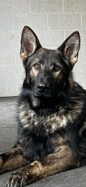 Elite Protection Dog Boss