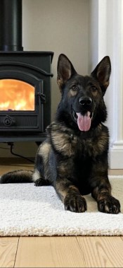 Elite Protection Dog Boss
