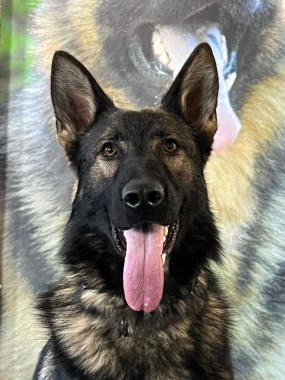 Elite Protection Dog Boss