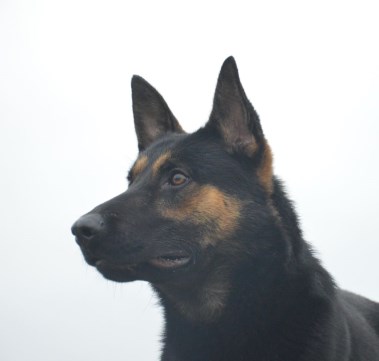 Elite Protection Dog Boss Chimera Level 1