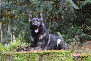 Elite Protection Dog Boss