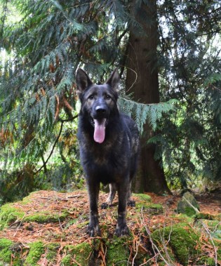 Elite Protection Dog Boss