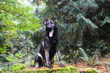 Elite Protection Dog Boss