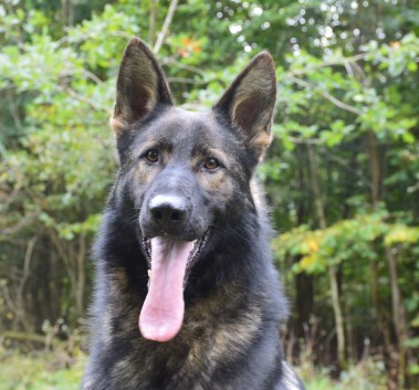 Elite Protection Dog Boss