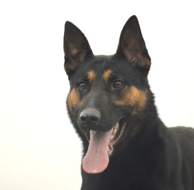 Elite Protection Dog Boss Chimera Level 1