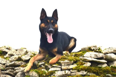 Elite Protection Dog Boss Chimera Level 1