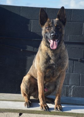 Elite Protection Dog Buxy