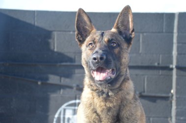 Elite Protection Dog Buxy