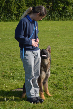 Elite Protection Dog Cyrius (vom Valborg)